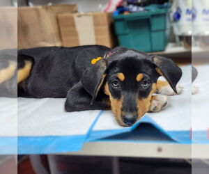 Mutt Dogs for adoption in Fargo, ND, USA