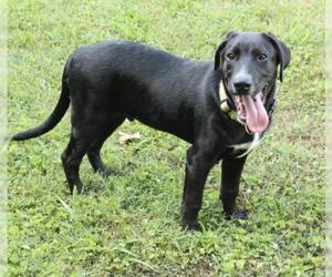 Sheprador Dogs for adoption in Crossville, TN, USA