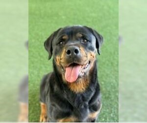 Rottweiler Dogs for adoption in Woodland, CA, USA