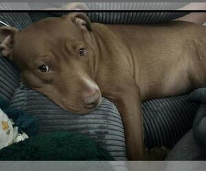 American Pit Bull Terrier-Unknown Mix Dogs for adoption in Incline Village, NV, USA