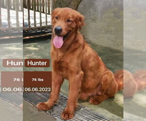 Golden Retriever Dogs for adoption in West Hollywood, CA, USA