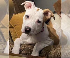 American Pit Bull Terrier-Unknown Mix Dogs for adoption in Strongsville, OH, USA
