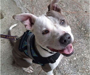American Staffordshire Terrier-Unknown Mix Dogs for adoption in Ocala, FL, USA