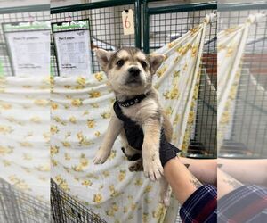 Mutt Dogs for adoption in Calgary, Alberta, Canada