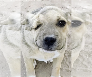 Golden Labrador Dogs for adoption in Pena Blanca, NM, USA