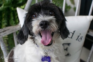 Shih Tzu Dogs for adoption in Guilford, CT, USA