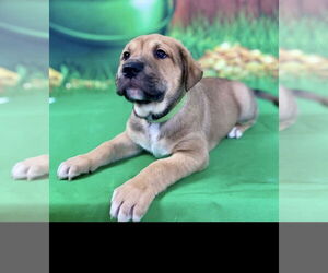 Mutt Dogs for adoption in Mundelein, IL, USA