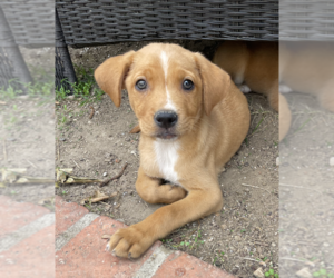 Golden Labrador Dogs for adoption in San Diego , CA, USA