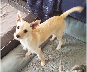 Jack Russell Terrier-Unknown Mix Dogs for adoption in Temecula, CA, USA