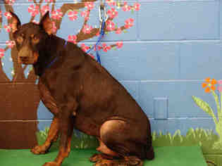 Doberman Pinscher Dogs for adoption in Waco, TX, USA