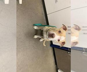 American Pit Bull Terrier Dogs for adoption in Berkeley , CA, USA
