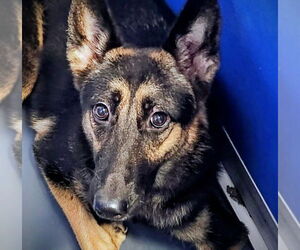 Mutt Dogs for adoption in Oakland Park, FL, USA