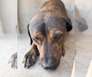 Mastiff-Unknown Mix Dogs for adoption in Oklahoma City, OK, USA