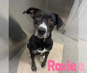 Mutt Dogs for adoption in Woodbury, NY, USA