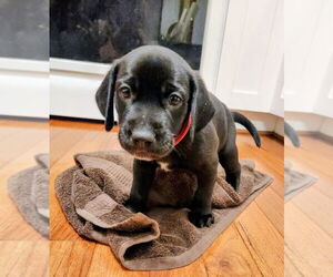 Labrador Retriever-Unknown Mix Dogs for adoption in Minneapolis, MN, USA