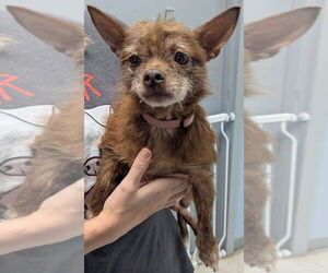 Chihuahua Dogs for adoption in Evansville, IN, USA
