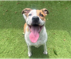 American Staffordshire Terrier-Unknown Mix Dogs for adoption in Raleigh, NC, USA
