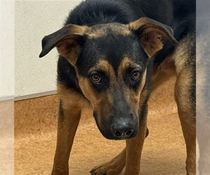 German Shepherd Dog-Unknown Mix Dogs for adoption in Sacramento, CA, USA