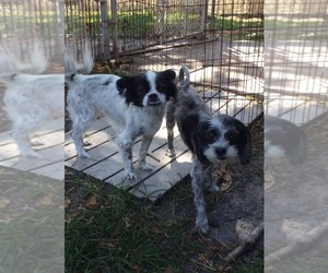 Havallon Dogs for adoption in Weston, FL, USA