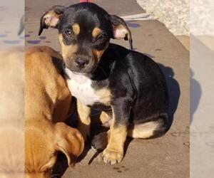 Chiweenie Dogs for adoption in Cottonwood, AZ, USA