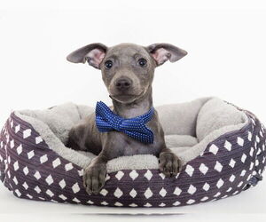 Boxer-Unknown Mix Dogs for adoption in phoenix, AZ, USA