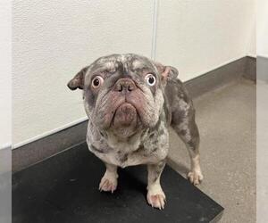 French Bulldog Dogs for adoption in HESPERIA, CA, USA