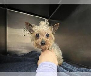 Mutt Dogs for adoption in Rancho Cucamonga, CA, USA