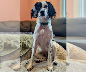 Brittany-Unknown Mix Dogs for adoption in Curwensville, PA, USA