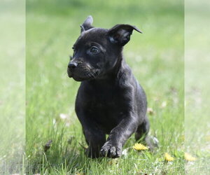 Mutt Dogs for adoption in Mechanicsburg, PA, USA