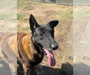 Mutt Dogs for adoption in Riverside, CA, USA
