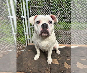 American Bulldog Dogs for adoption in Lawrenceville, NJ, USA