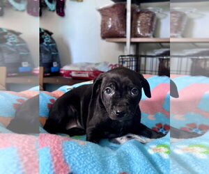 Labrador Retriever-Mountain Cur Mix Dogs for adoption in New Orleans, LA, USA