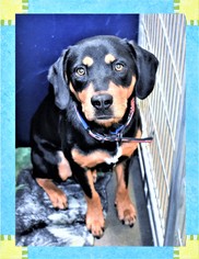 Rottweiler Dogs for adoption in San Jacinto, CA, USA