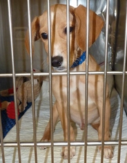 Golden Labrador Dogs for adoption in Zanesville, OH, USA
