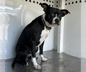 Staffordshire Bull Terrier-Unknown Mix Dogs for adoption in Martinez, CA, USA
