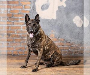 Dutch Shepherd -German Shepherd Dog Mix Dogs for adoption in Iroquois, IL, USA