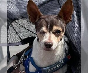 Rat Terrier Dogs for adoption in Long Beach, CA, USA