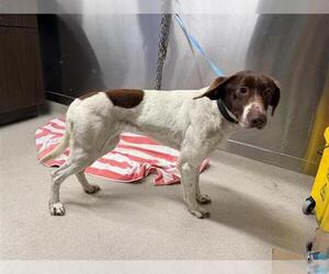 German Shorthaired Pointer-Huskies Mix Dogs for adoption in Fairbanks, AK, USA