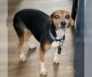 Beagle Dogs for adoption in SAINT CHARLES, IL, USA