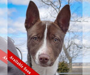 Carolina Dog-Huskies  Mix Dogs for adoption in Huntley, IL, USA
