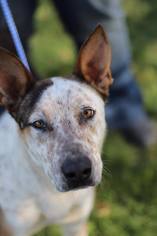 Small German Shepherd Dog Mix