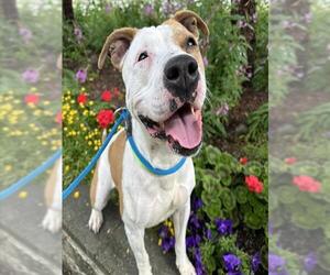 American Pit Bull Terrier-Unknown Mix Dogs for adoption in Anchorage, AK, USA