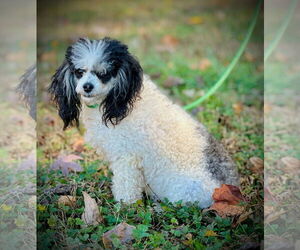 Poodle (Toy) Dogs for adoption in Pacolet, SC, USA