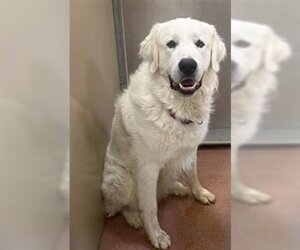 Great Pyrenees Dogs for adoption in Ogden, UT, USA