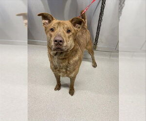 Catahoula Leopard Dog-Unknown Mix Dogs for adoption in Fairbanks, AK, USA