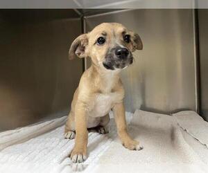 German Shepherd Dog-Unknown Mix Dogs for adoption in Pasadena, CA, USA