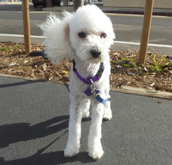 Maltese-Poodle (Toy) Mix Dogs for adoption in Los Angeles, CA, USA