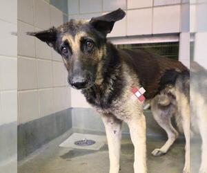 German Shepherd Dog-Unknown Mix Dogs for adoption in San Antonio, TX, USA