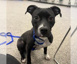 Mutt Dogs for adoption in Boston, MA, USA