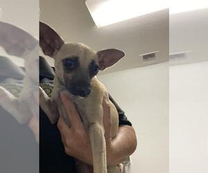Chihuahua Dogs for adoption in Bakersfield, CA, USA